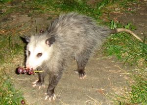 Opossum_with_grapes