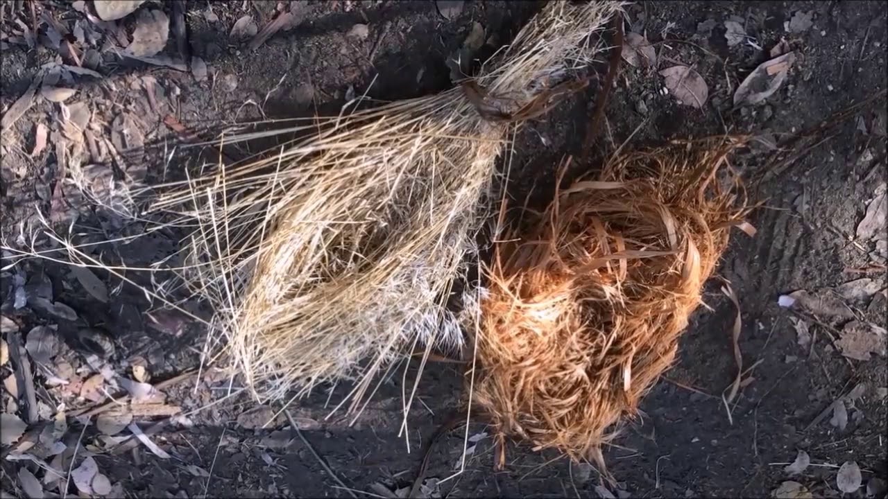 Survival skills How to find and process tinder for firemaking