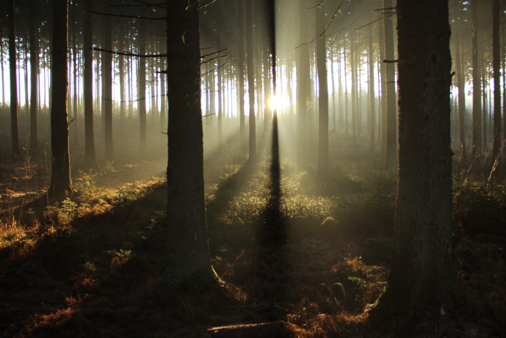 very nice view of light through the trees in the morning